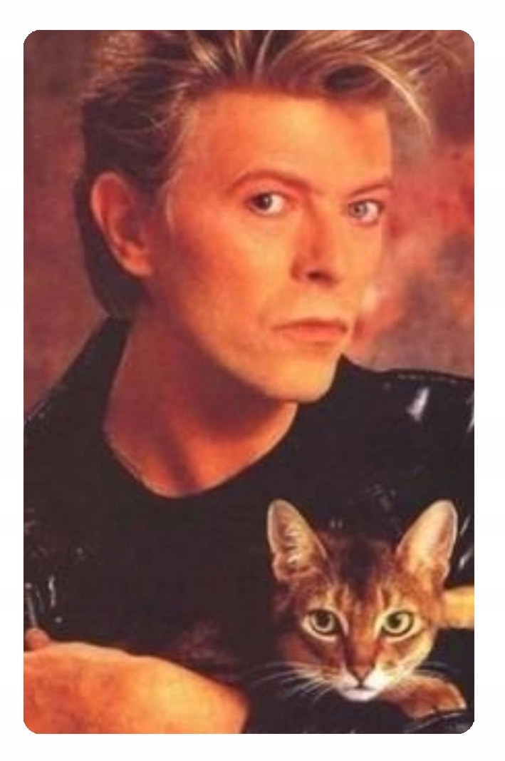 

Magnes na lodówkę David Bowie i kot