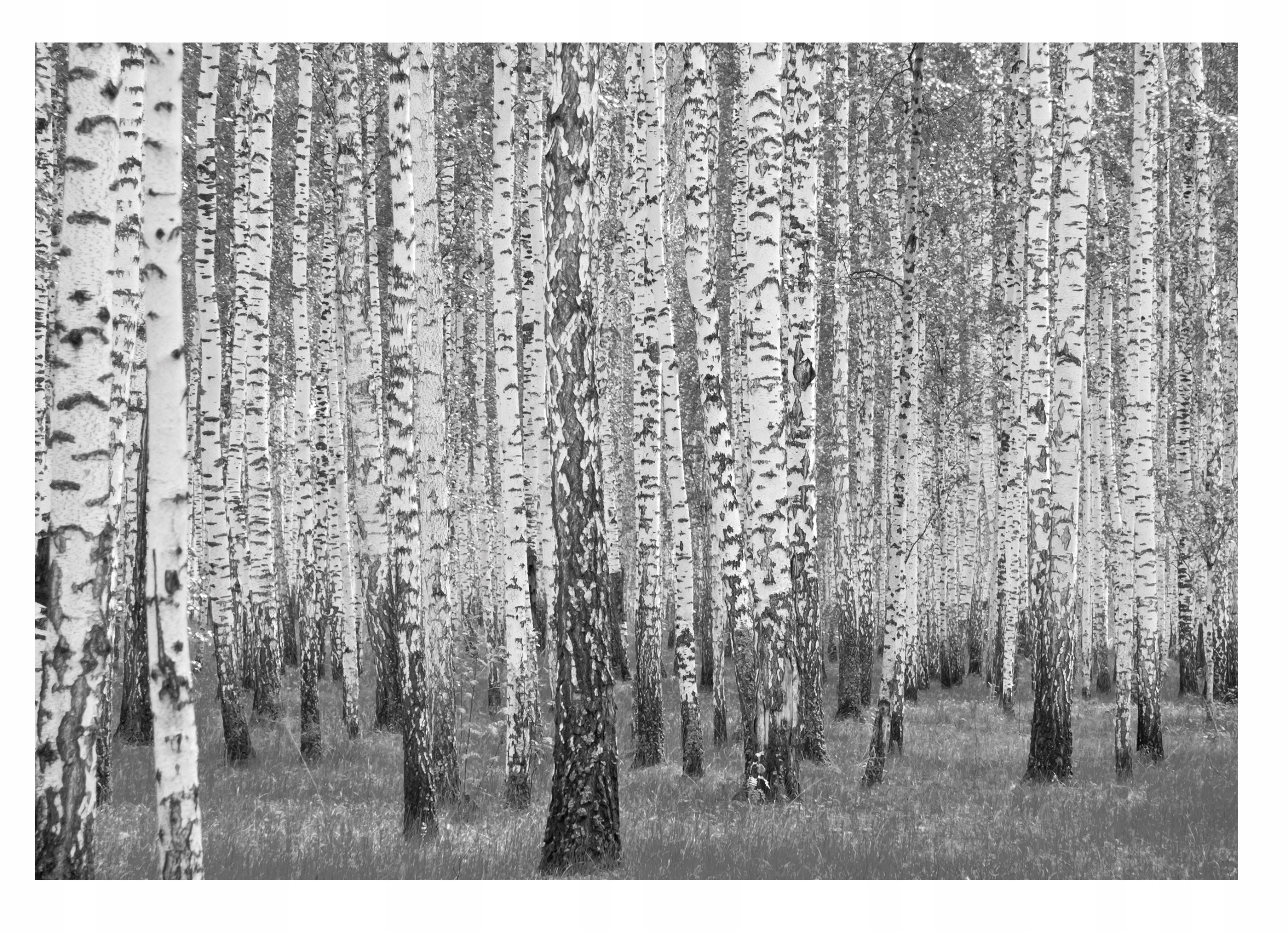 

Fototapeta Las Brzozowy Czarno Biała Salon 416x254