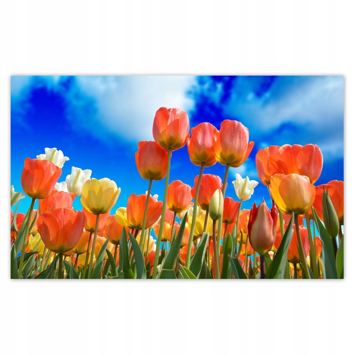 Fototapety 520x318 Kolorowe tulipany