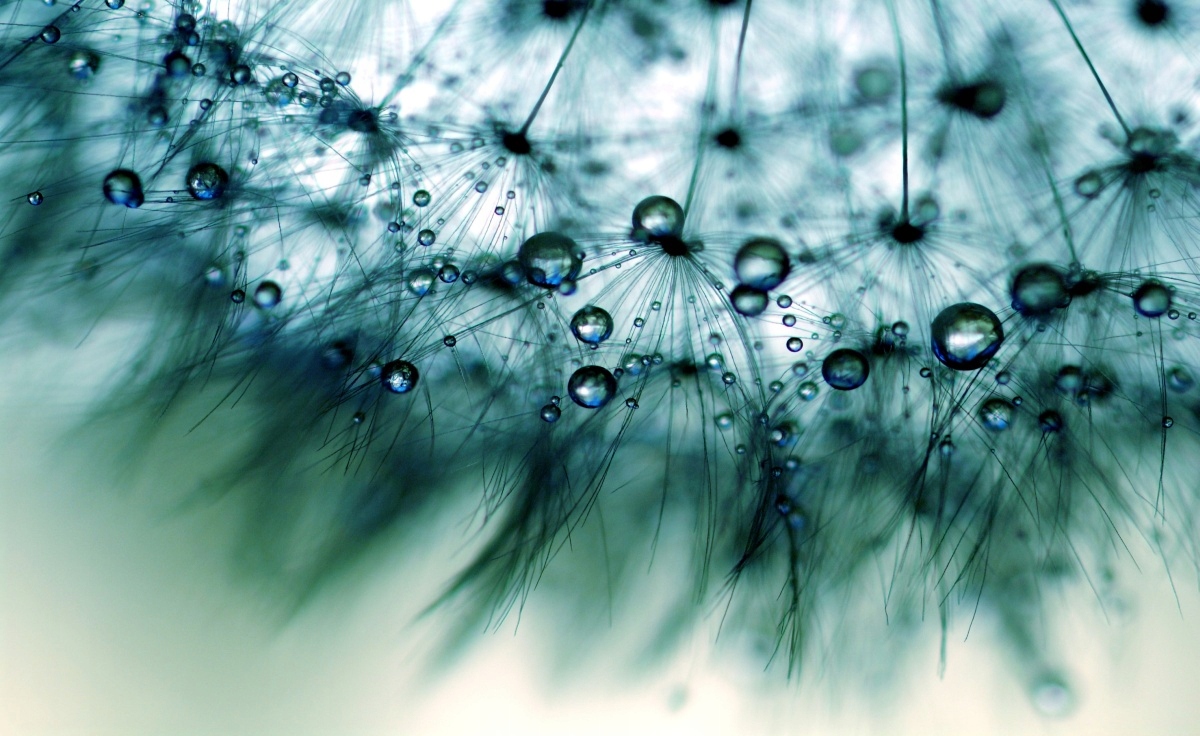 

Tapeta flizelinowa Dmuchawiec Niebieski 416x254