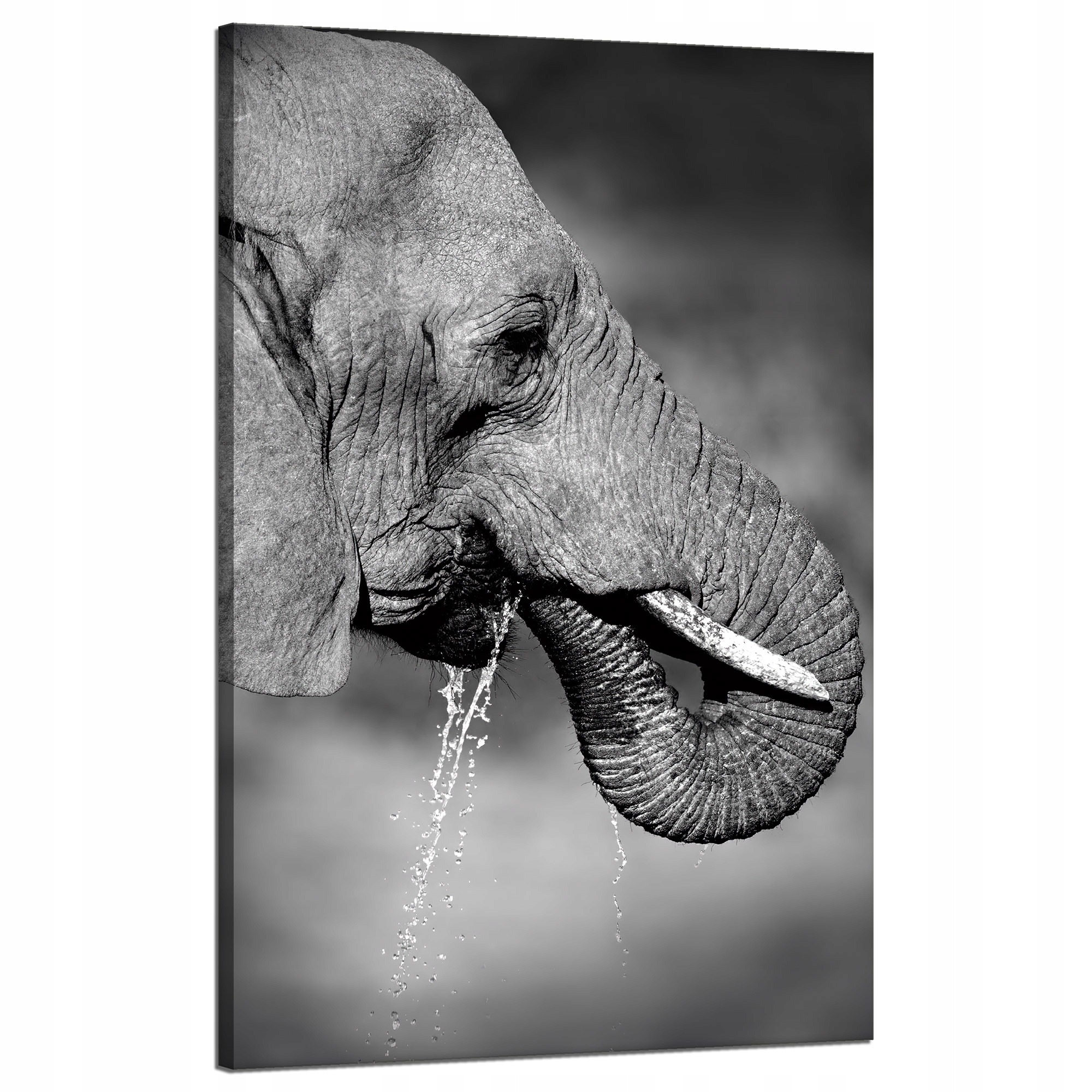 Obraz na plátně Černobílý slon pijící vodu 50x80 cm