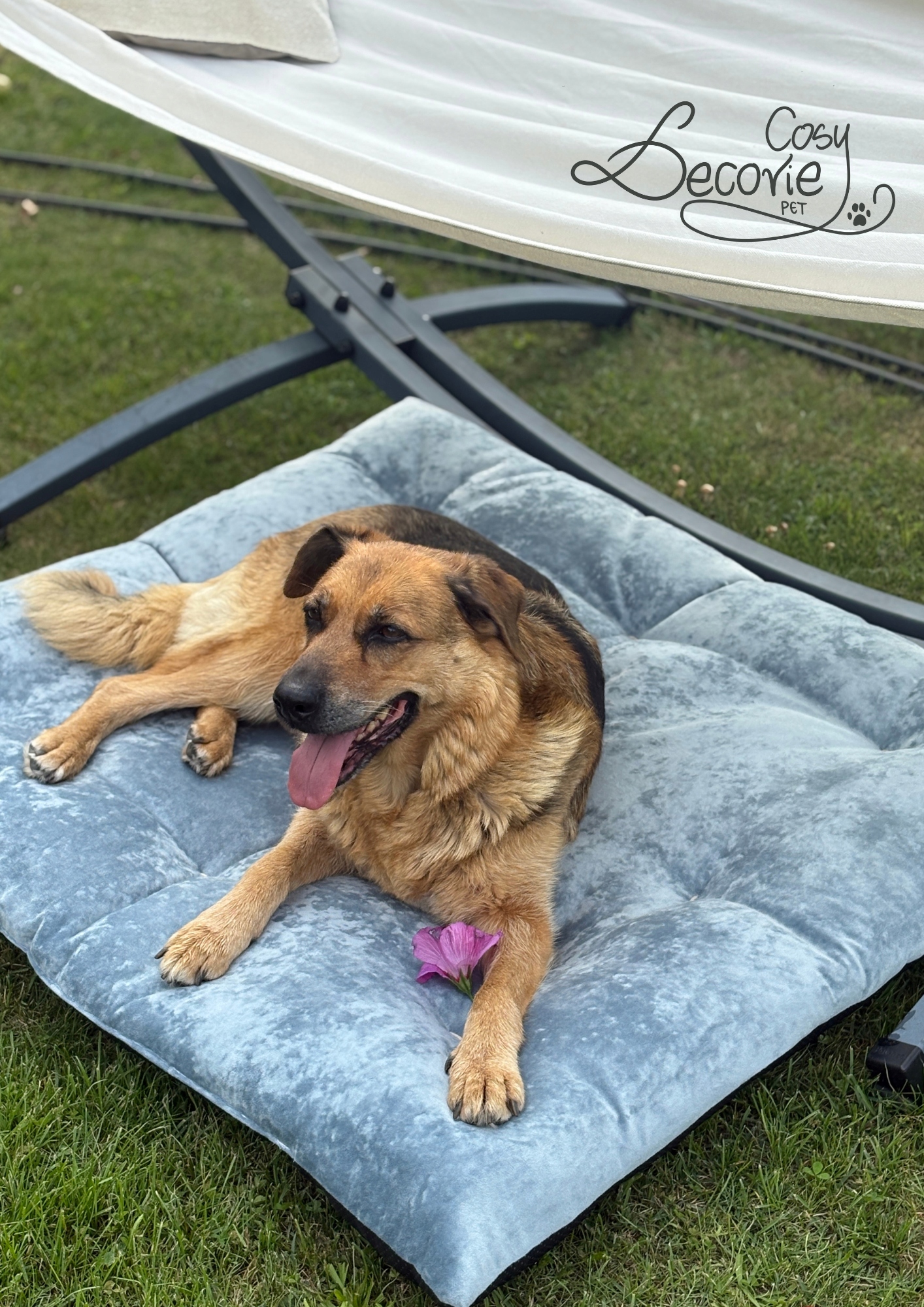 Levně Pelíšek pro velkého psa a kočku Premium XXL|Odolné|Barvy Velké