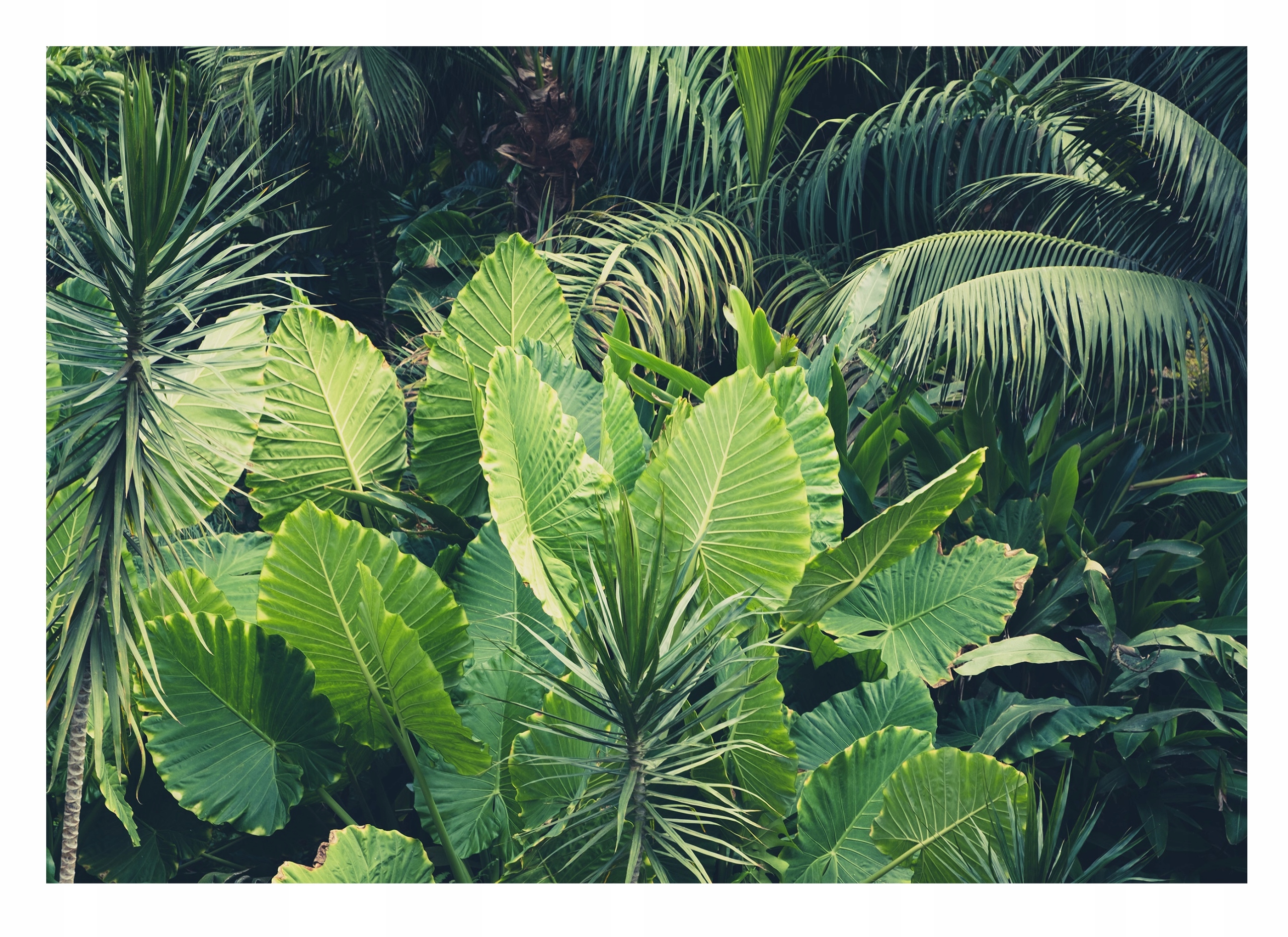 Fototapeta Tropické Listy Veľké rastliny 368x254