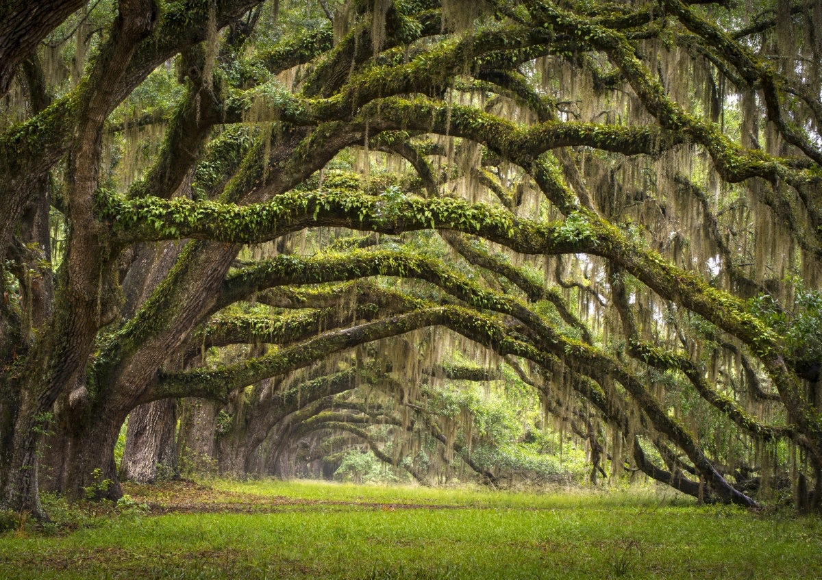 

Fototapeta Flizelinowa Aleja dębów 312x219