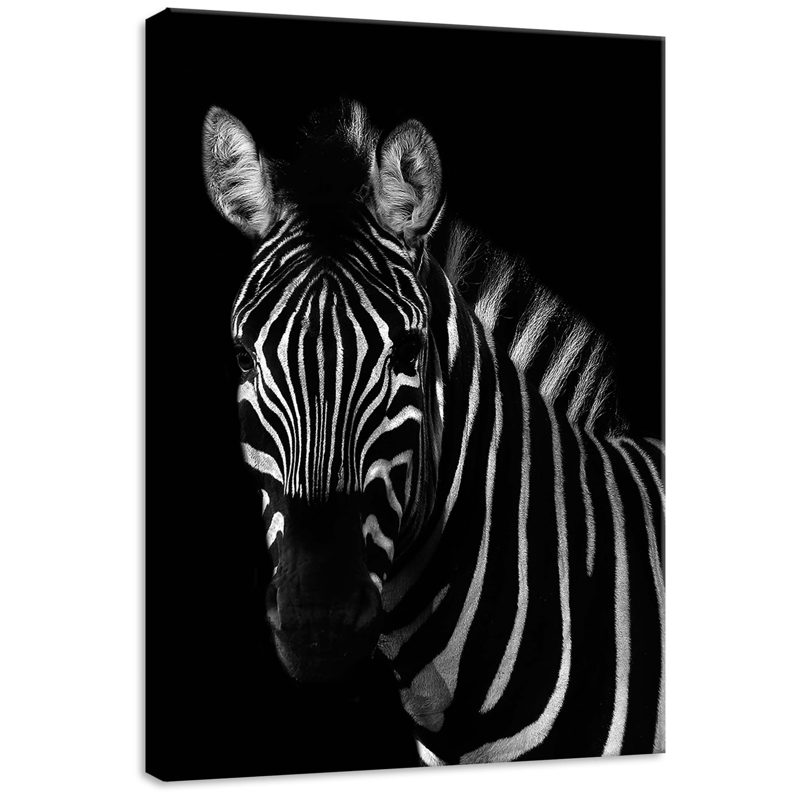 Obraz 50x70 Zebra černobílý portrét přiblížení kontrast divoká příroda