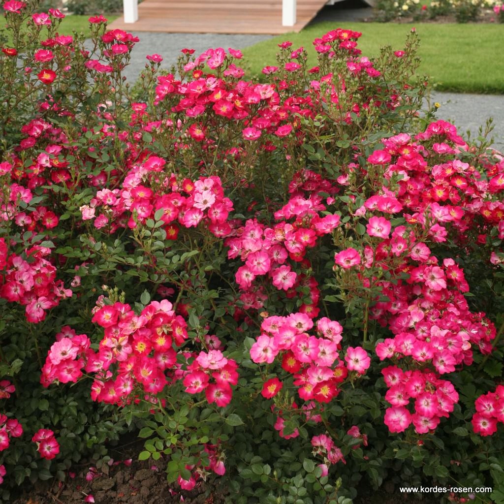 Lupo ADR - Róża miniaturowa ODPORNA OBFICIE KWITNĄCA KORDES DONICA 3 LITRY