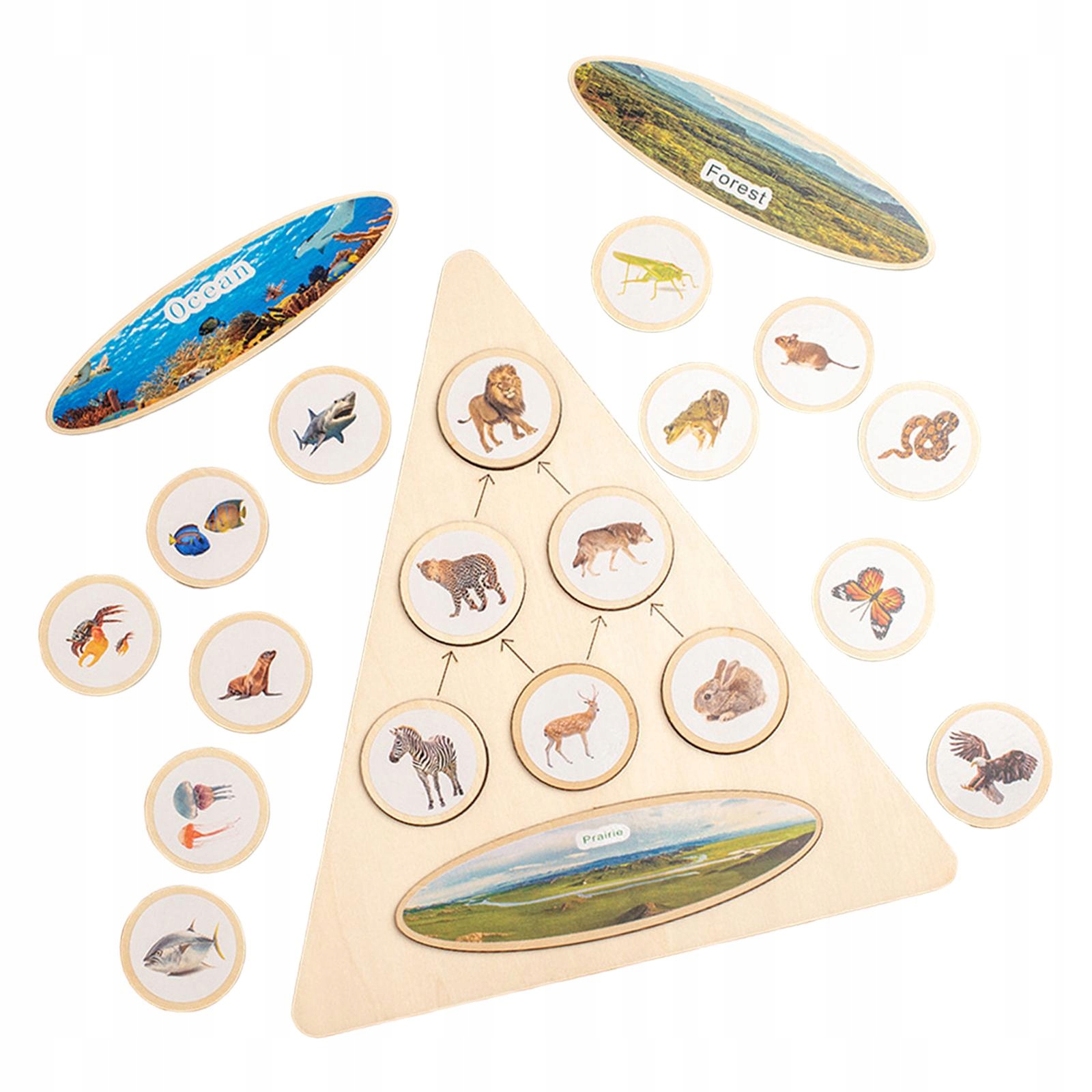 Life Cycle Puzzle Kit Early Learning Toy Education Typ Podstawa + dodatek