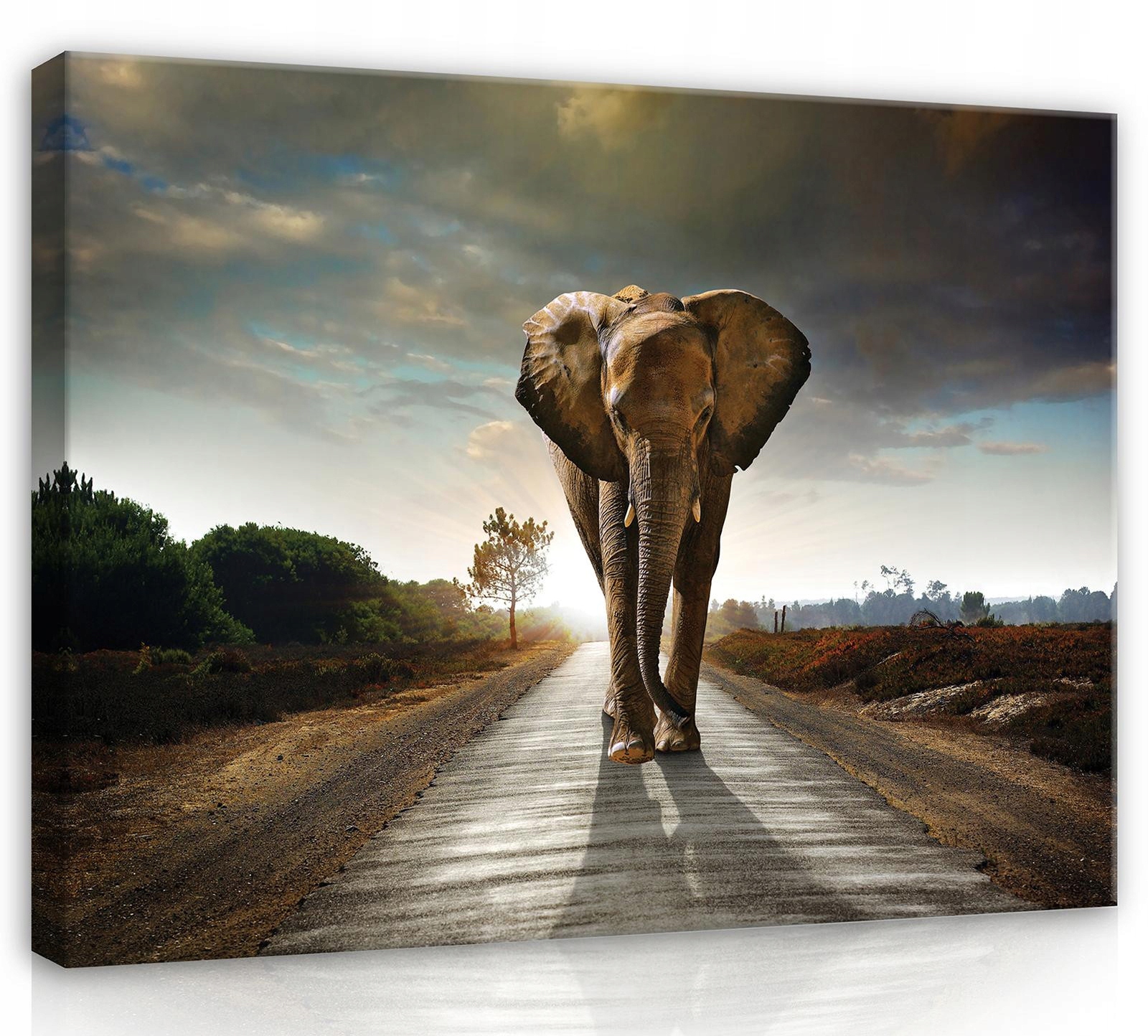 Obraz Na Plátně Canvas 100x75 Slon Cesta Procházka
