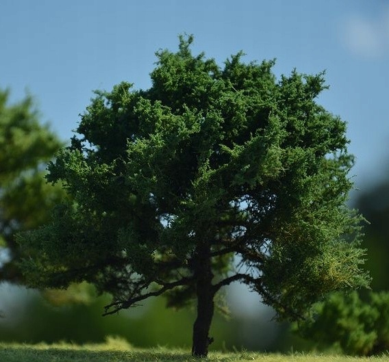 Freon DAB2 Dub, výška 12-16 cm Model Modelářský strom Expert