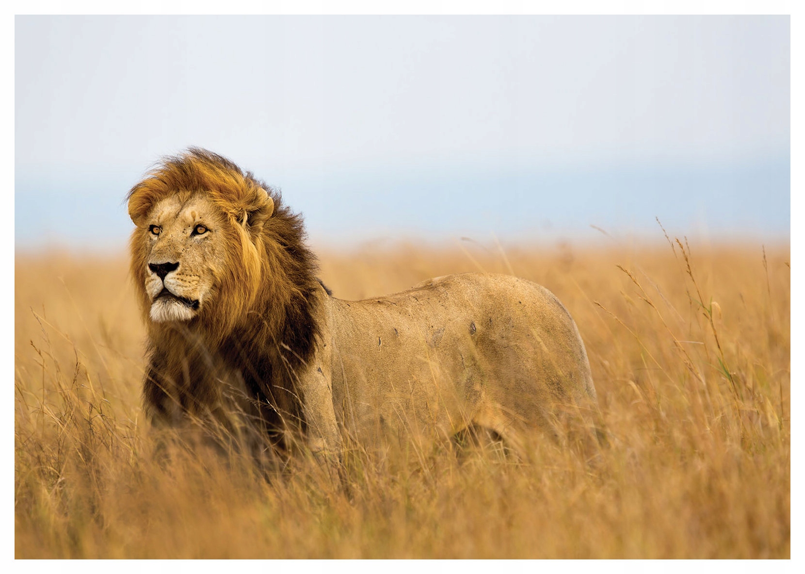Fototapeta Lev Africká divokosť na stene 300x210 pokoj príroda lepidlo