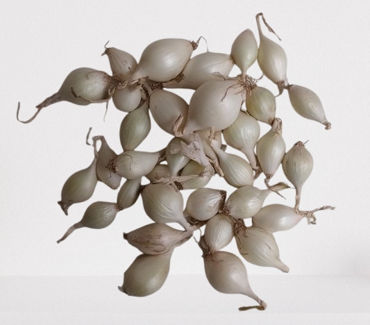 Cebula Dymka Wiosenna Biała 0,5kg