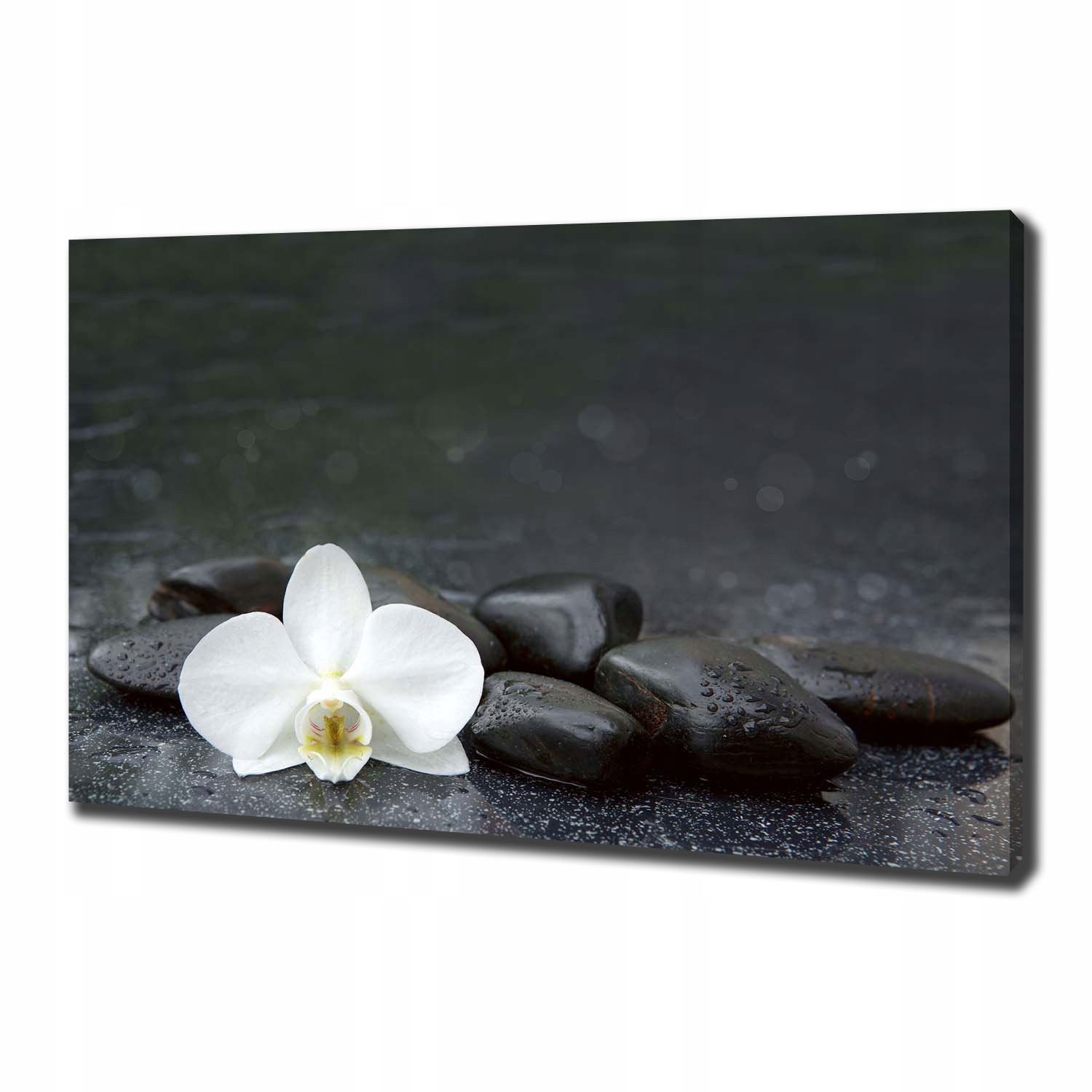 

Foto obraz canvas na ścianę Orchidea 100x70 cm