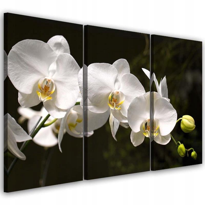 Triptychový obraz na plátne, Biela orchidea 150x100
