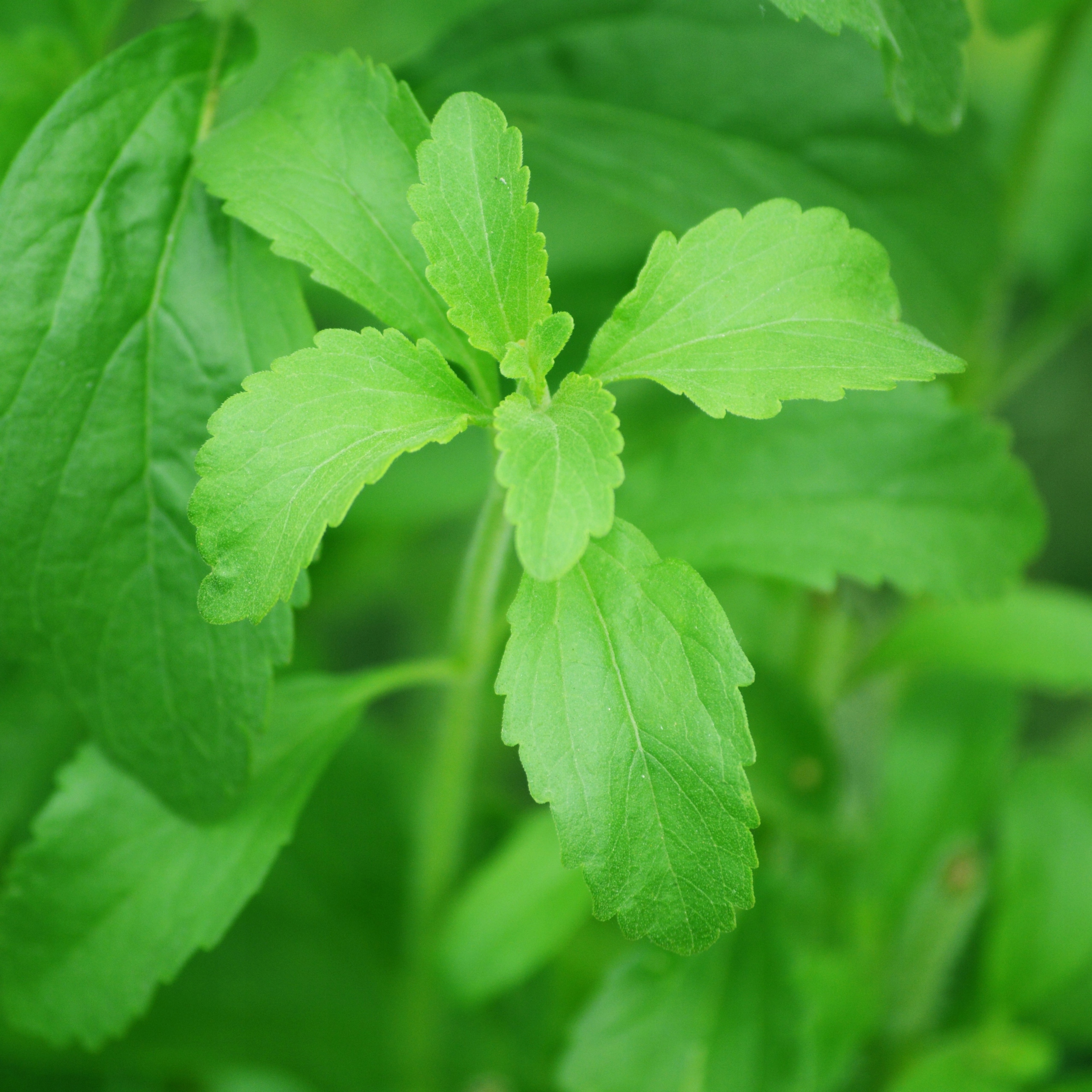 Стевиа. Stevia rebaudiana. Стевия цветок. Stevia rebaudiana Bertoni. Стевия куст.