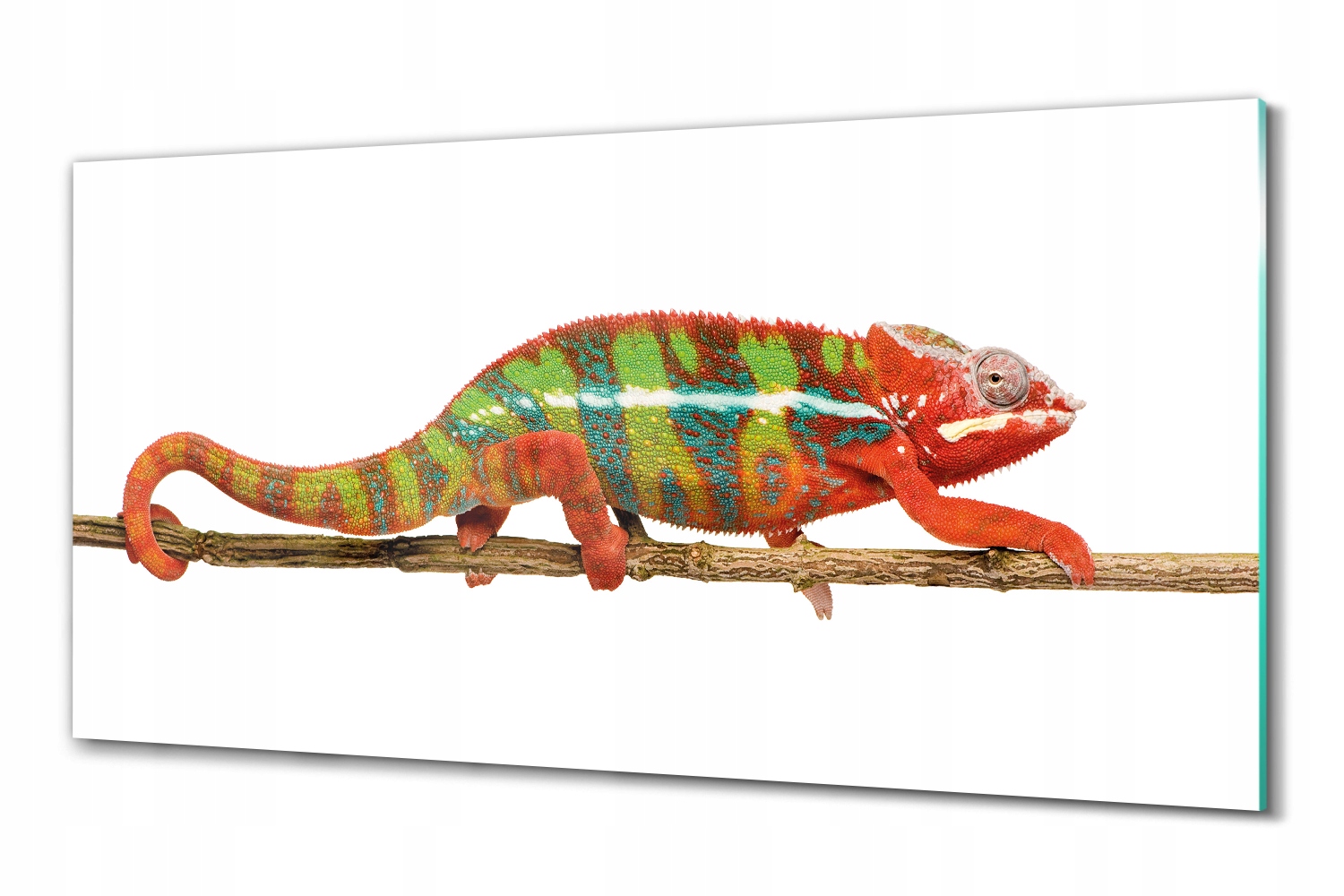 Sklený fotoobraz Chameleón 100x50