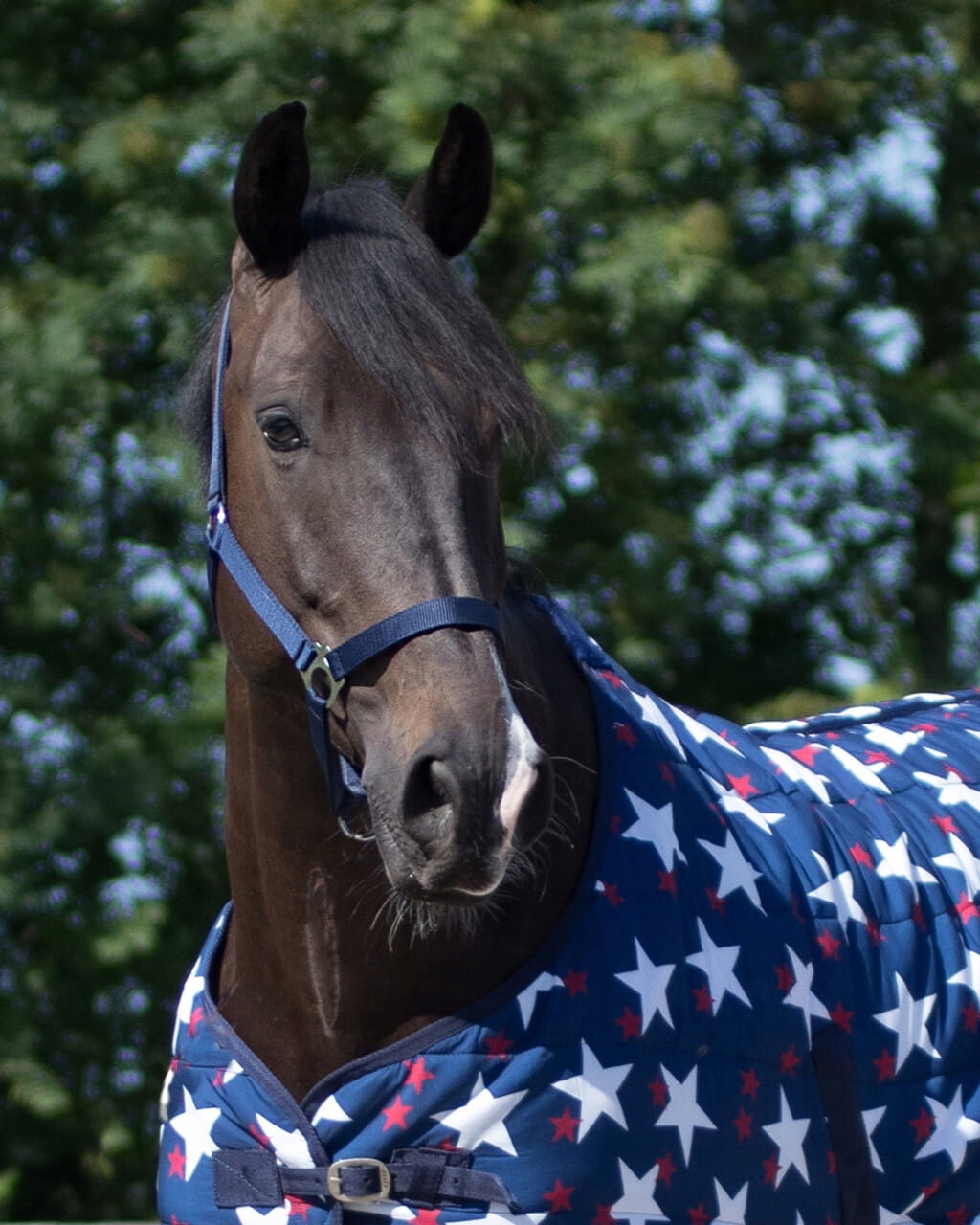 QHP Kantar TAŚMOWY Blue [R: Full] Kod producenta Q1040N-F