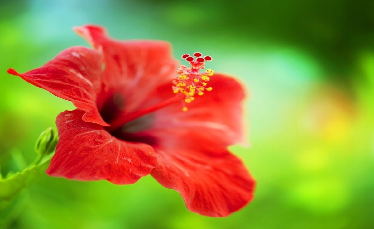 

Fototapeta Flizelinowa Hibiskus Czerwony 416x254