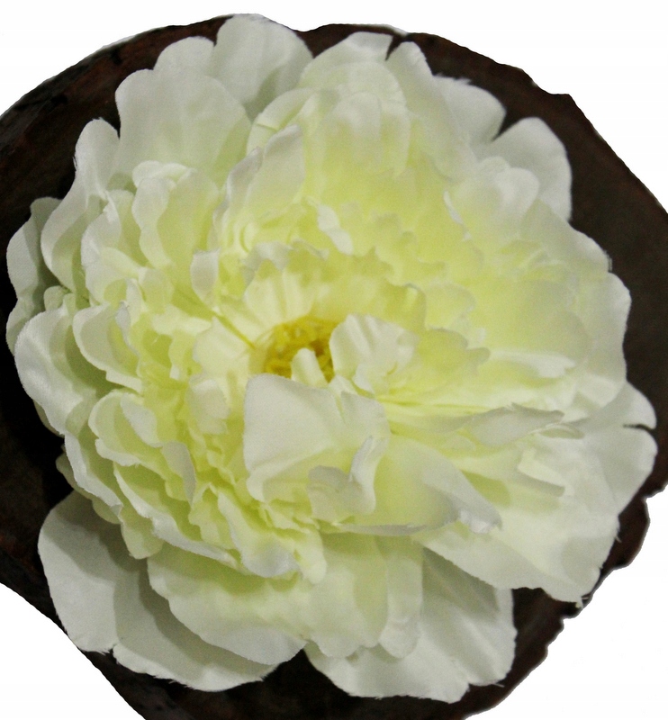 

Peonia Duża Główka Ecru 18 cm W3