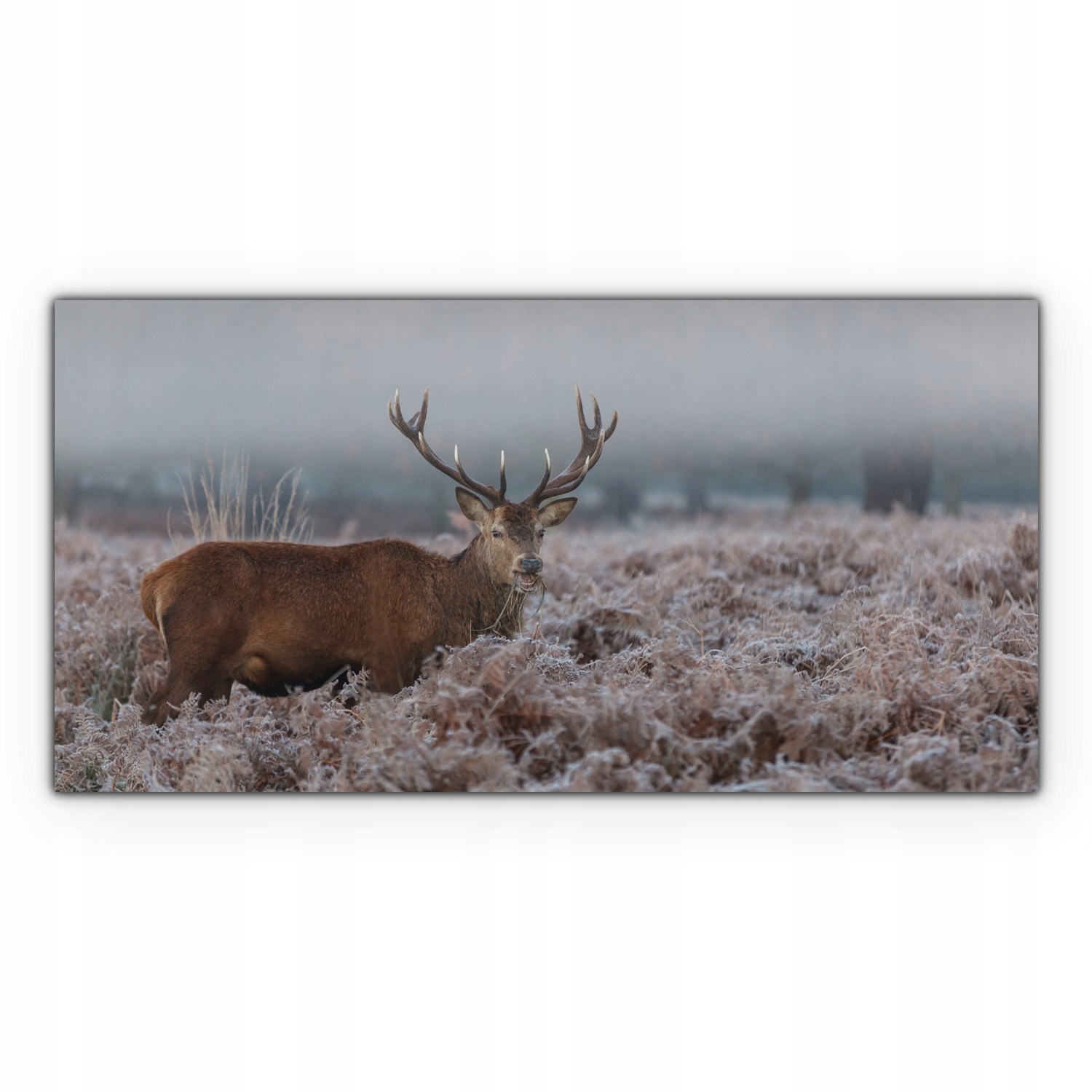 

Obraz Canvas dekoracja 120x60 Jeleń Mgła Zwierzę