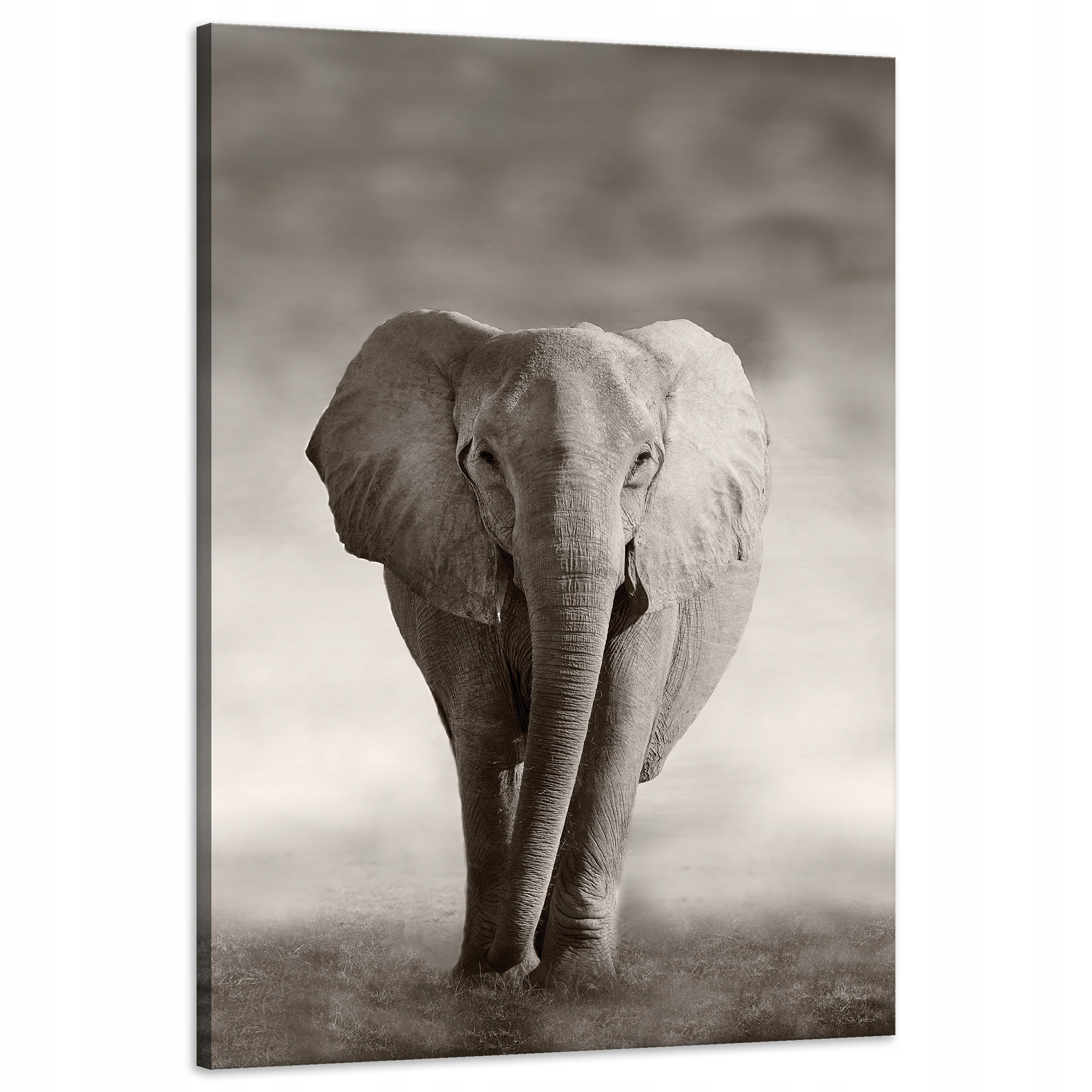 Obraz na plátně Černobílý slon pózující v Africe 60x90 cm