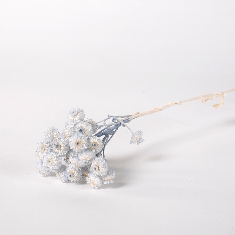 

Helichrysum jasno niebieskie suszone Miła Odmiana