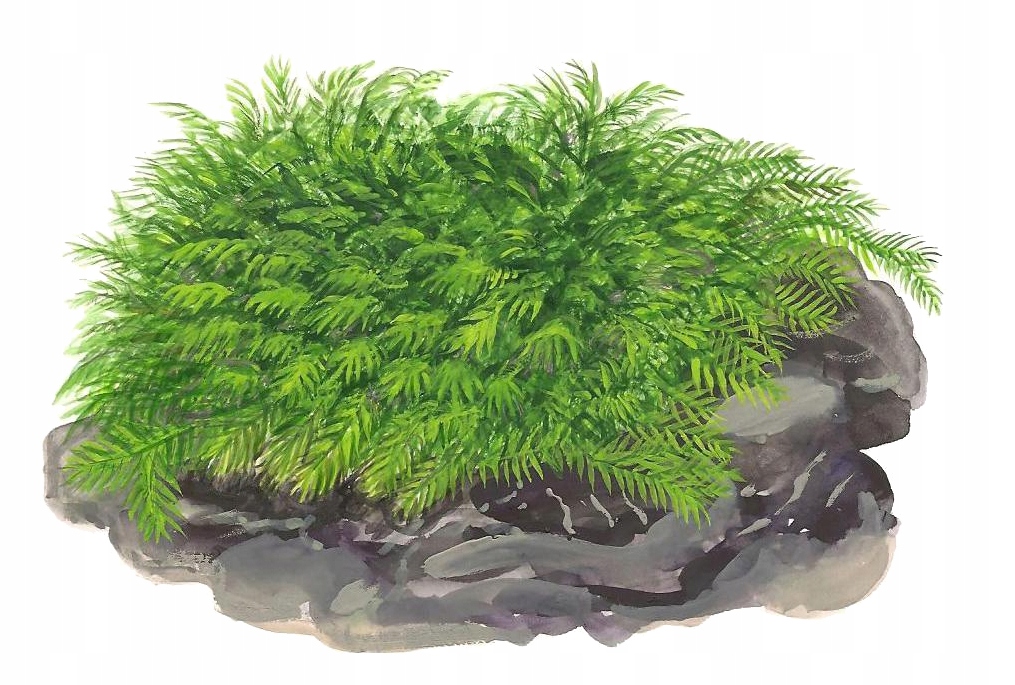 Mech Fissidens fontanus (Phoenix moss) TROPICA - na kratce