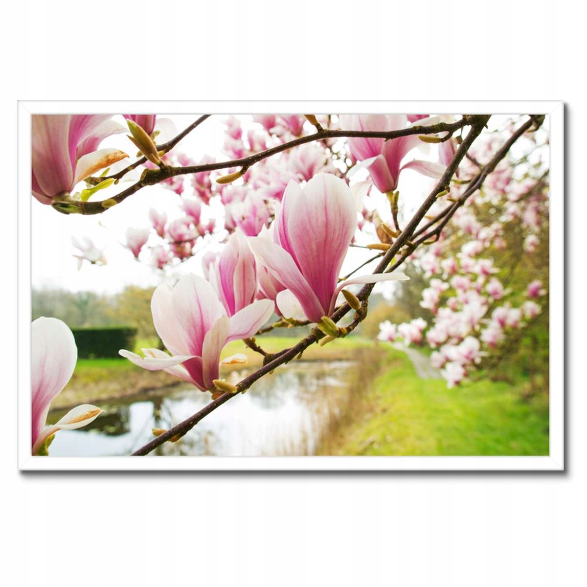 Plakáty v rámu 60x40 Magnolie v Poznani Květ