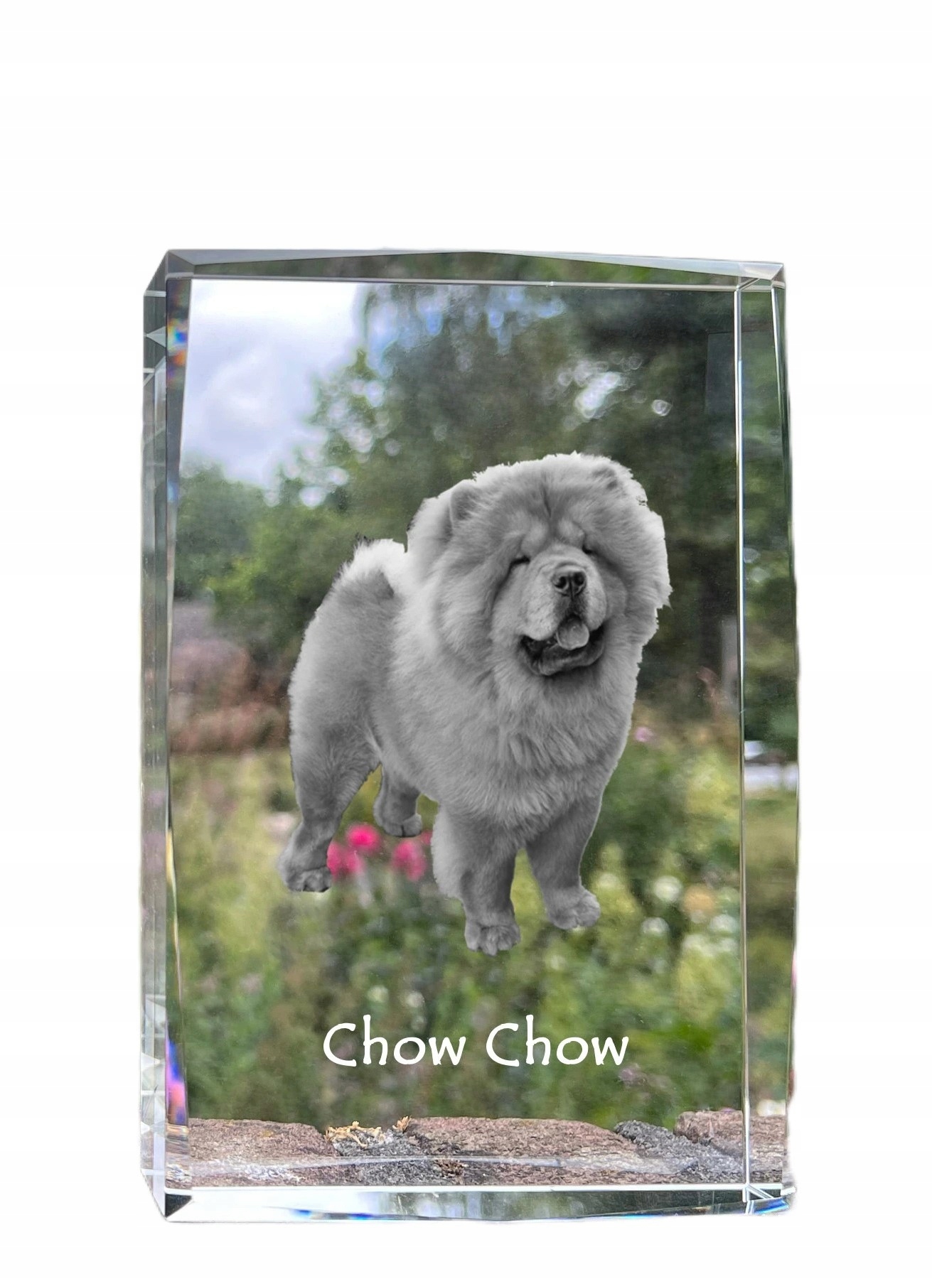 Chow Chow fotografia psa v kryštáli, suvenír, trofej, poďakovanie