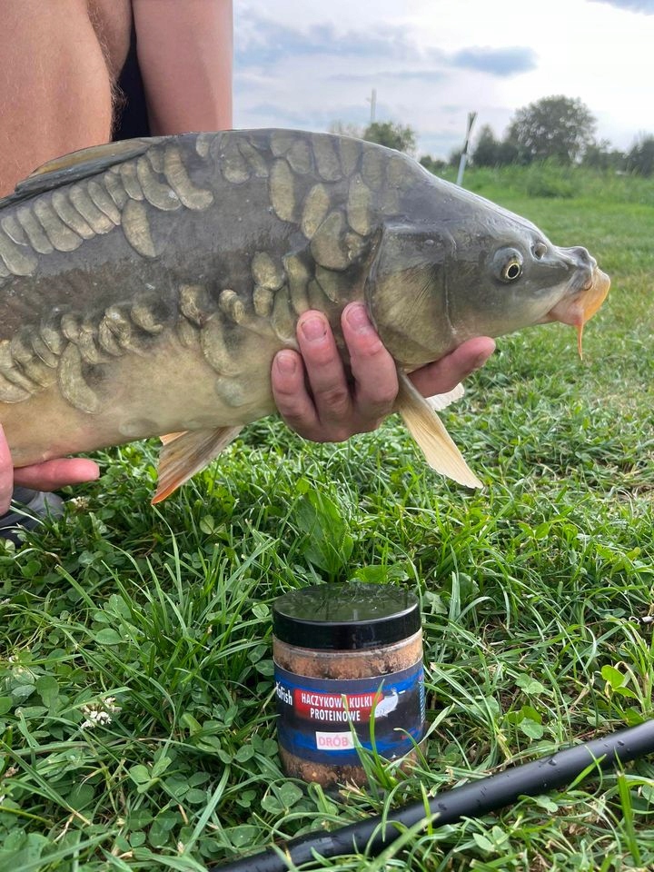 DRÓB 16mm haczykowe Kulki Proteinowe 150g RaFish Marka RaFish