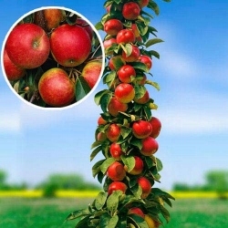 Jabłoń Delikates kolumnowa