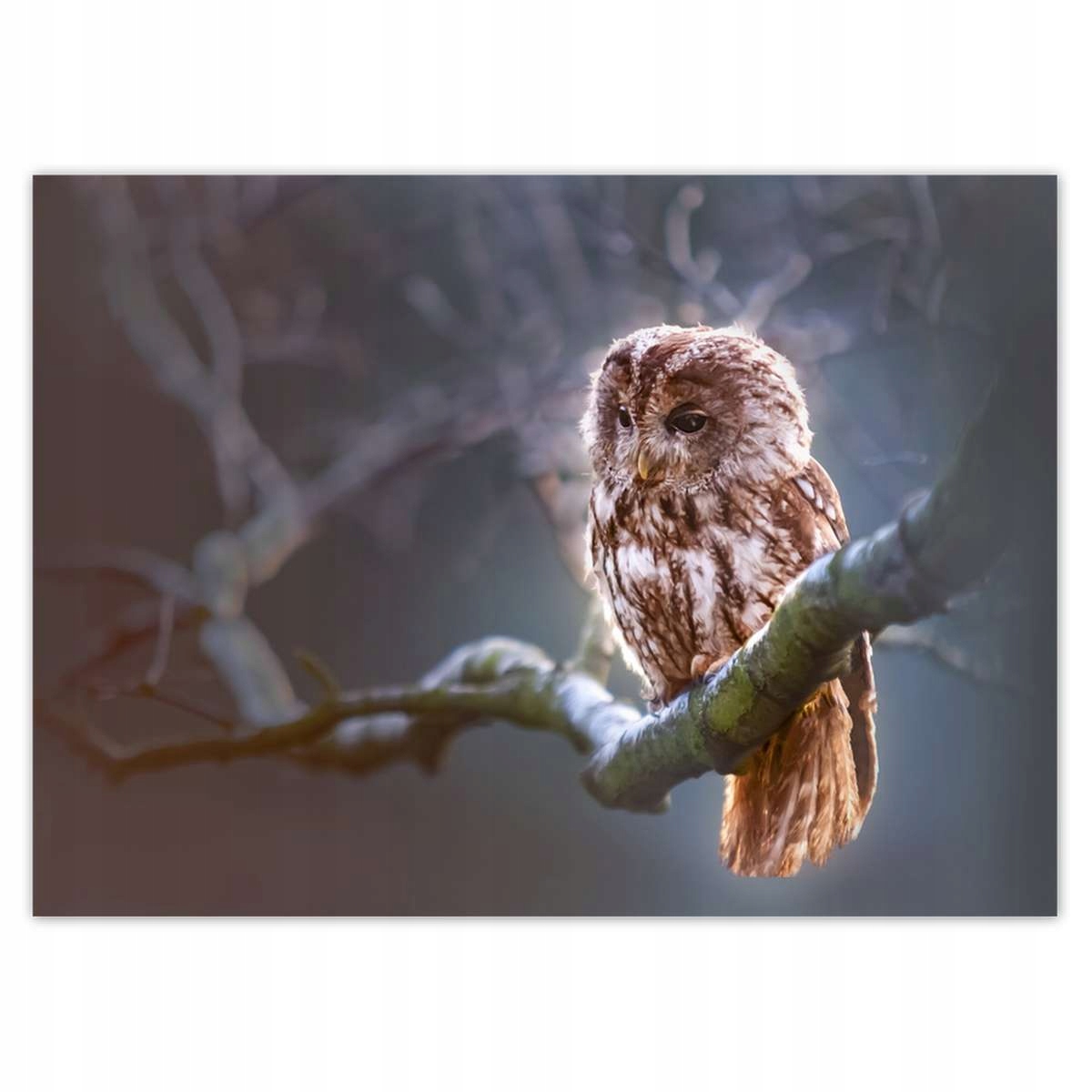 Fototapety 254x184 Sova na větvi Dravec