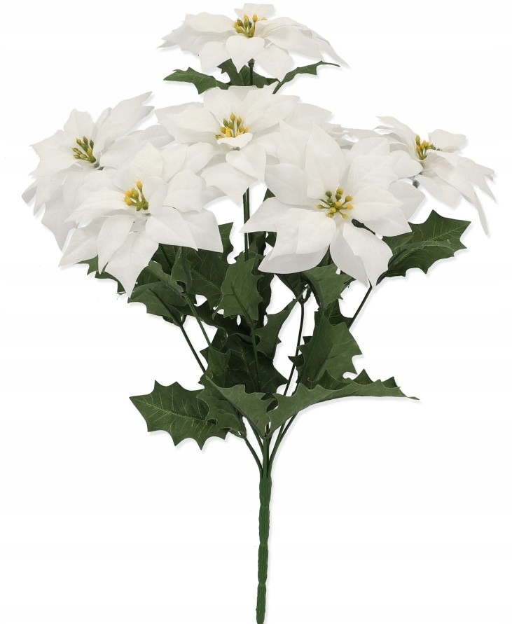 

Gwiazda Betlejemska Bukiet