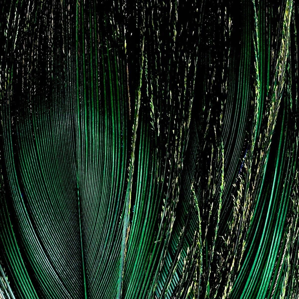 FFGene Peacock Eyes Green
