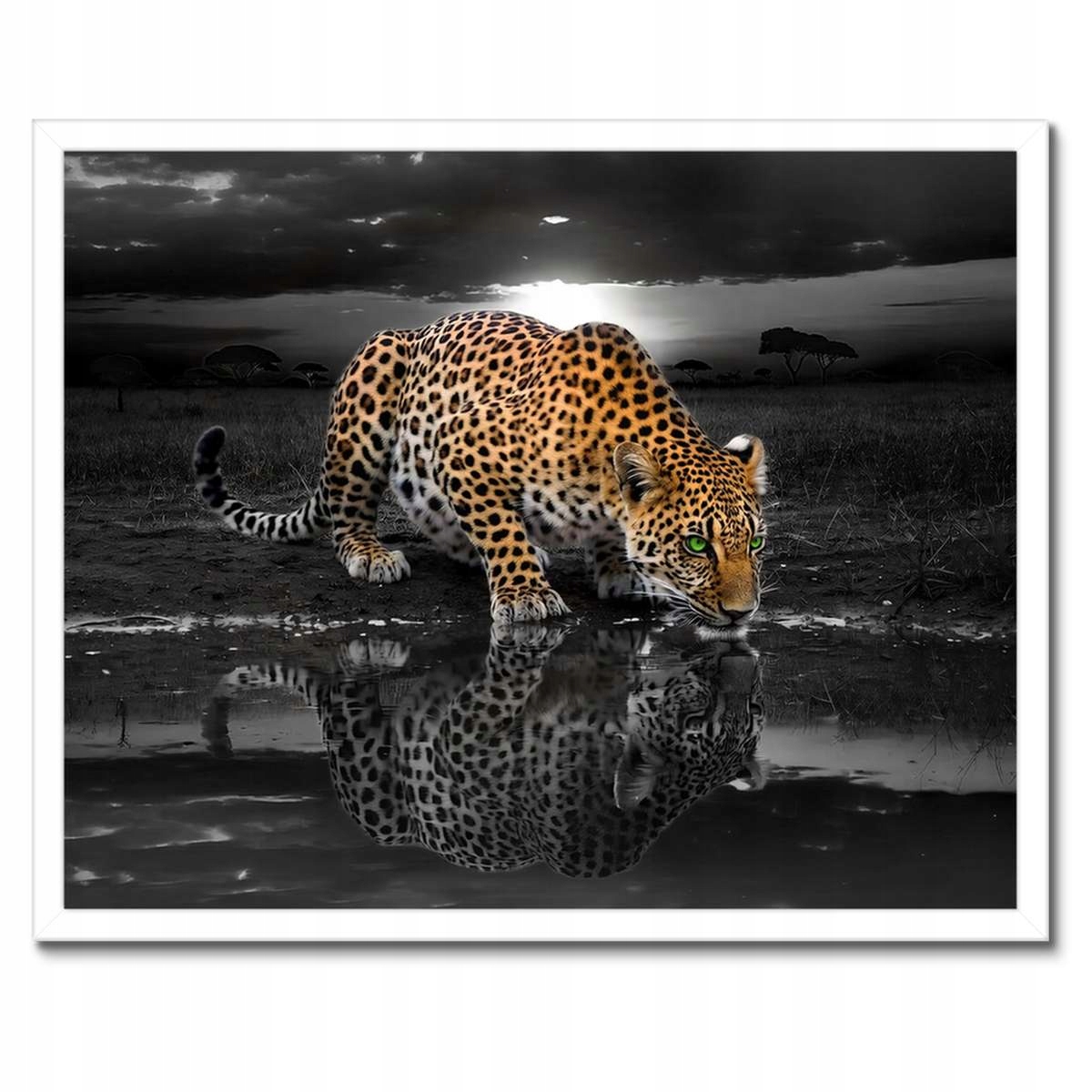 Plakát v bílém rámu 50x40 Na Stěnu Gepard Do Ložnice