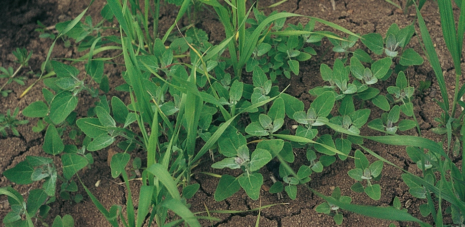 ROUNDUP NA CHWASTY ORYGINALNY BAYER 1L Waga 1 kg