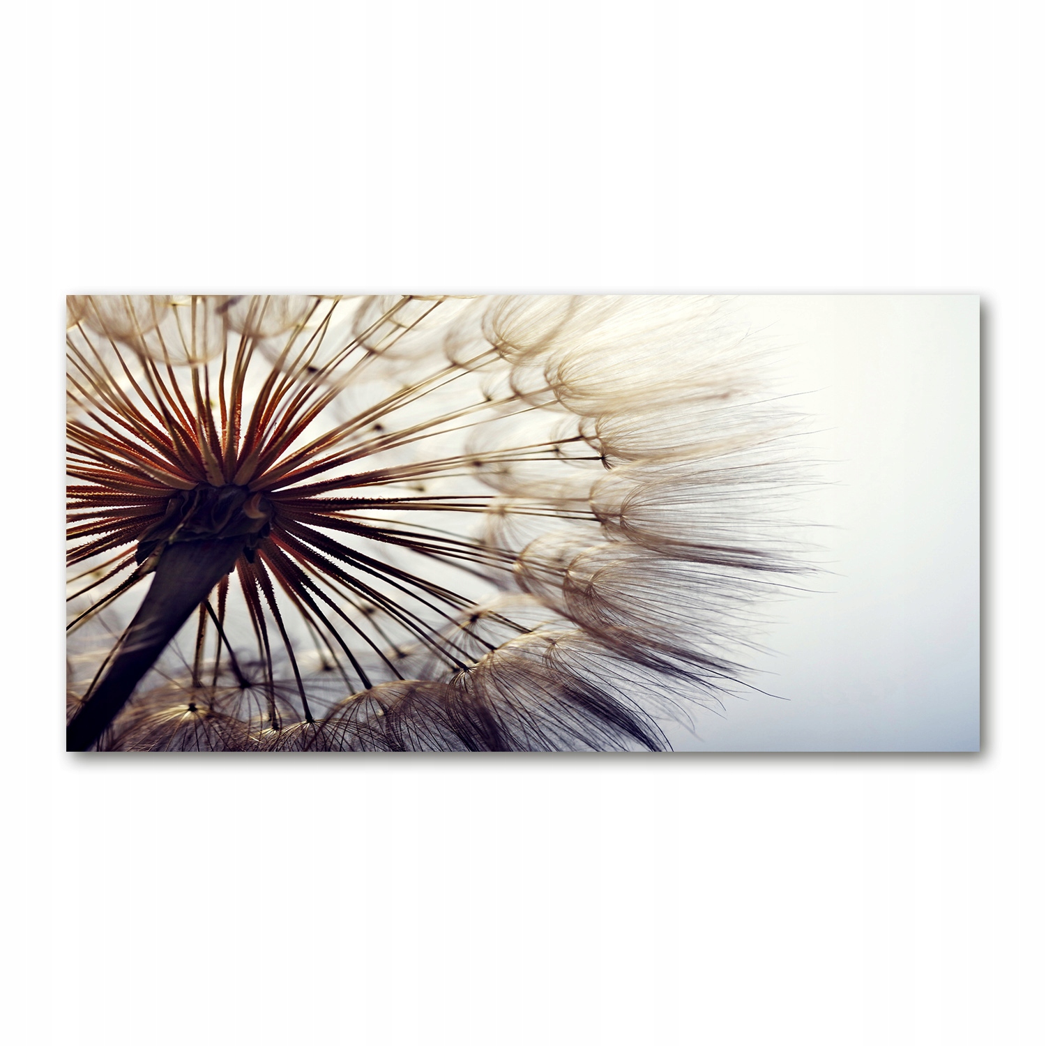 

Foto obraz akryl nowoczesny Dmuchawiec 120X60 cm