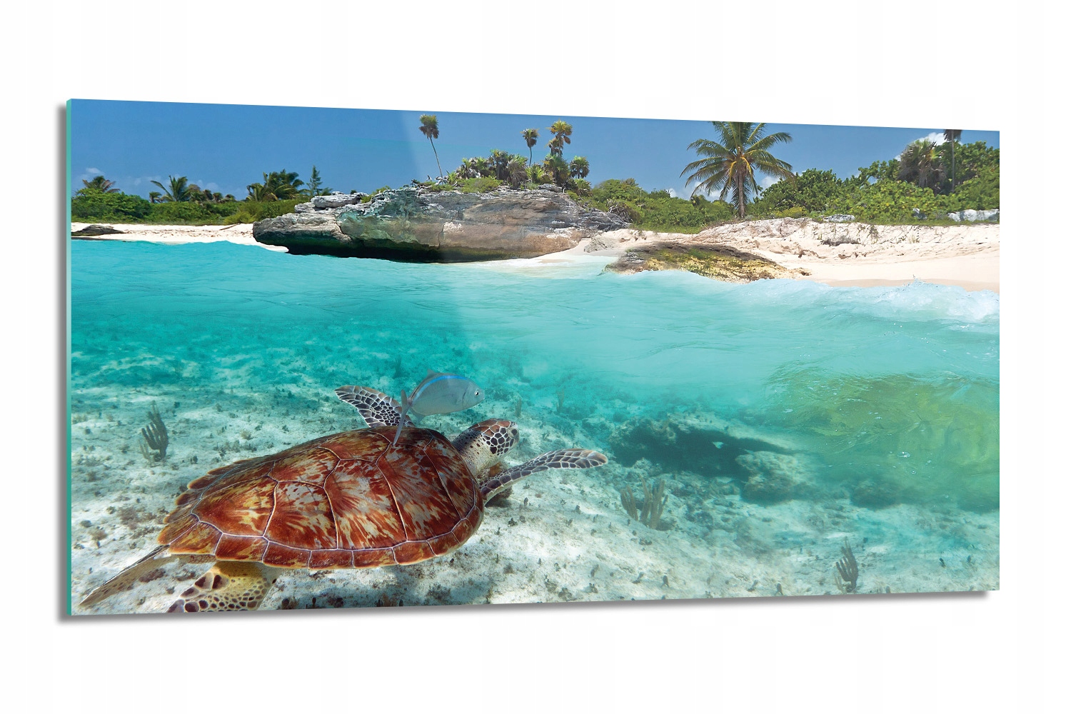 panel do kuchyne tvrdený Korytnačka pláž oceán 100x50