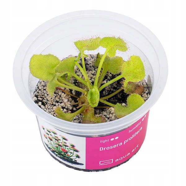 Drosera Prolifera - растение для палудариума-чашка 6см