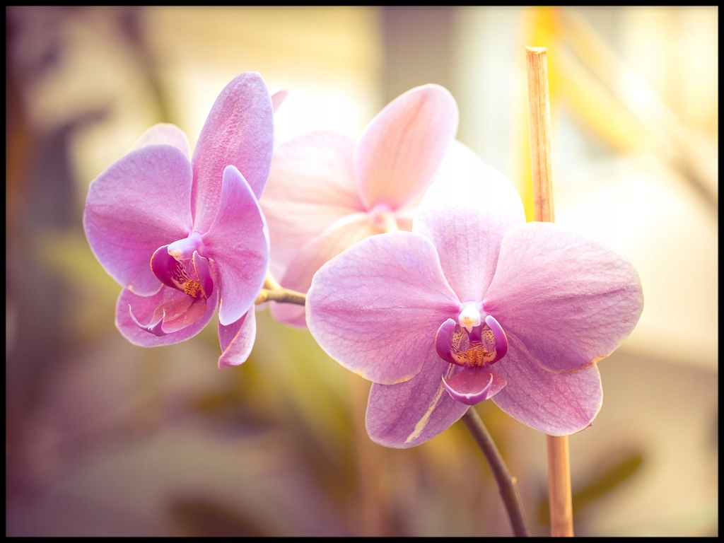 Orchideje orchidej plakát květ botanika 70x100 cm