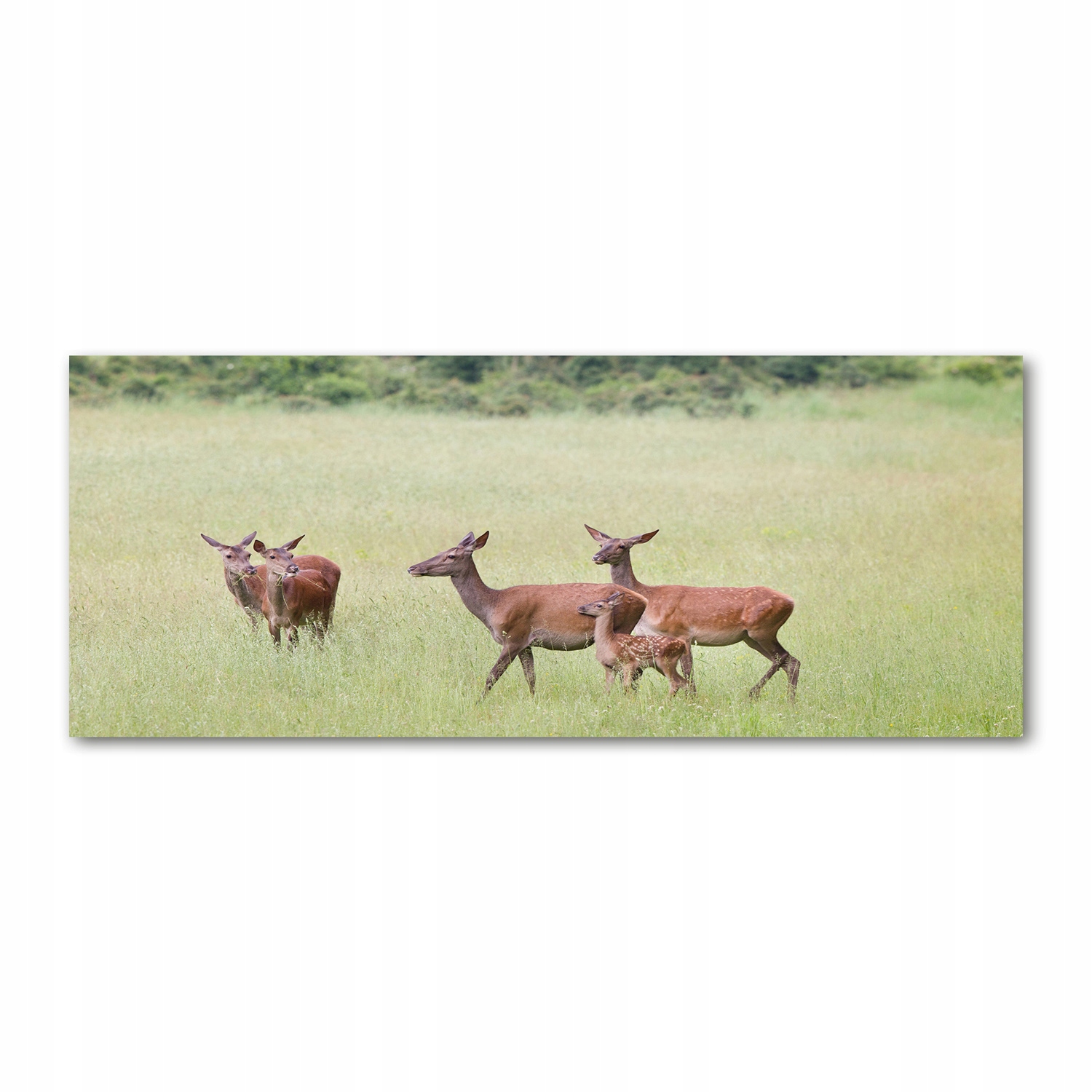 

Foto obraz akryl zdjęcie Sarny z młodymi 125x50 cm