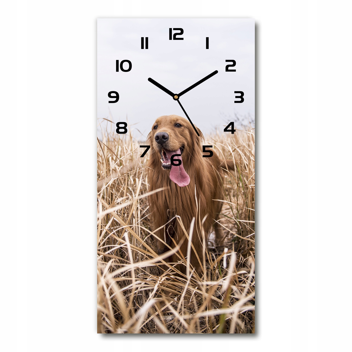 

Zegar ścienny cichy Golden retriever 30x60 pionowy