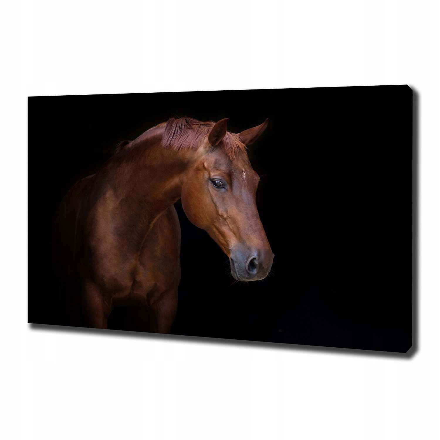 

Foto obraz canvas na ścianę Brązowy koń 100x70 cm
