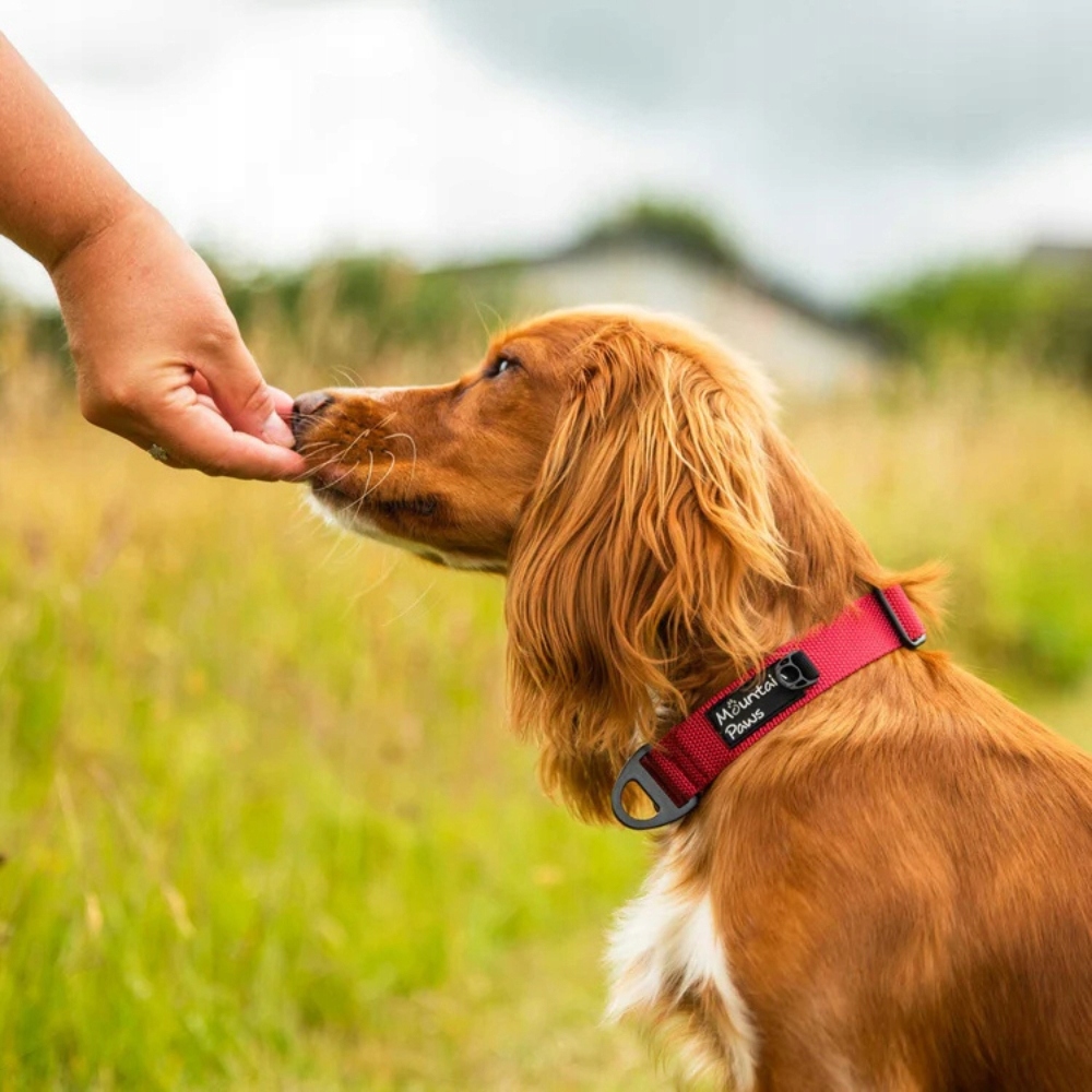 Levně Velmi odolný obojek pro psa Mountain Paws červená L