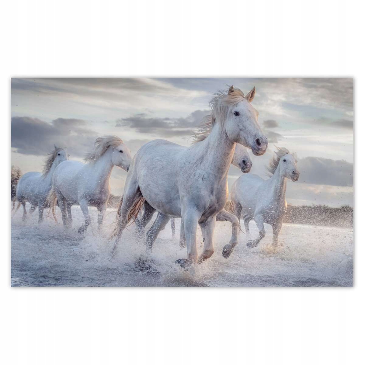 Fototapety 520x318 Divoké kone Wild Horses