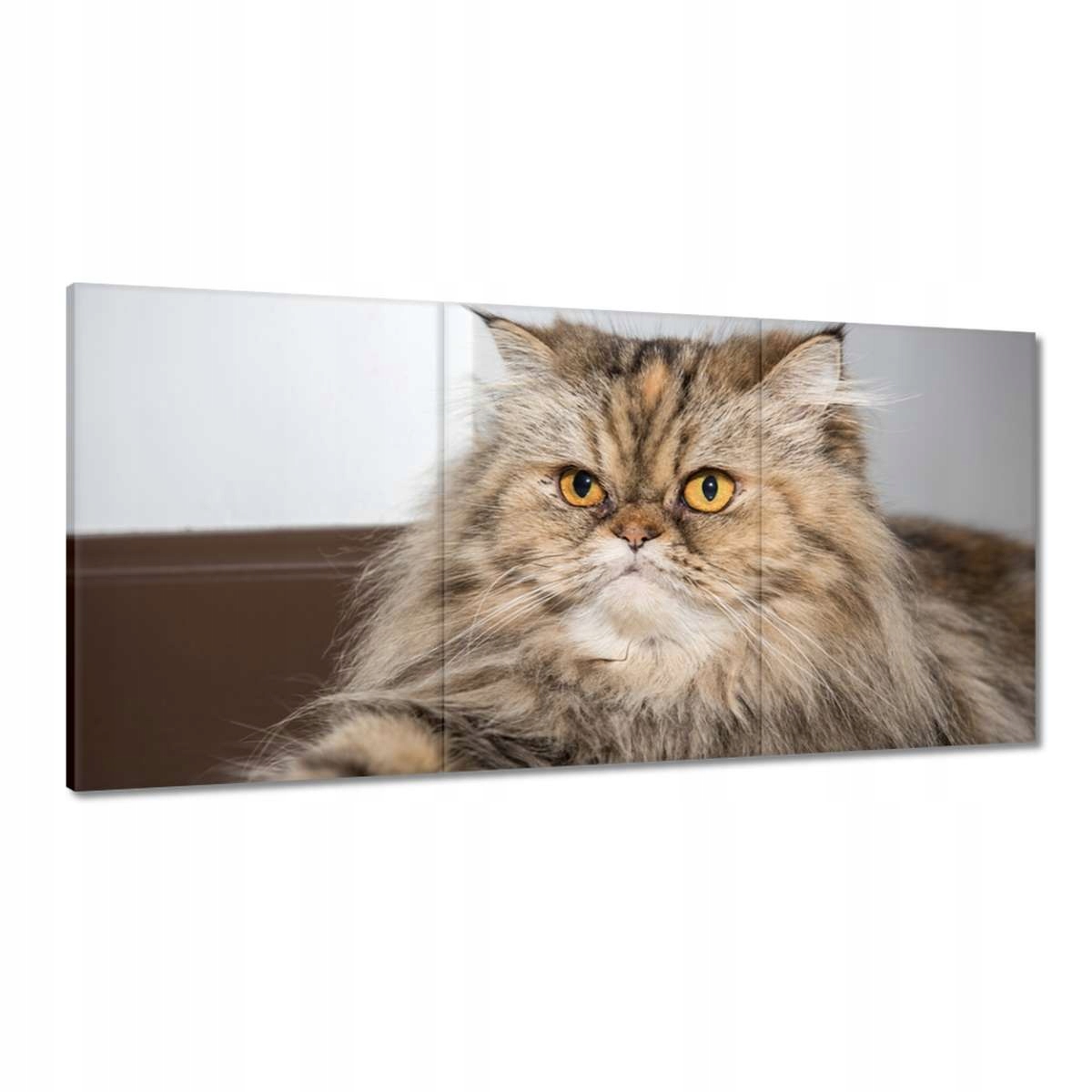Obrazy 180x90 Mačka Mačky Kicia