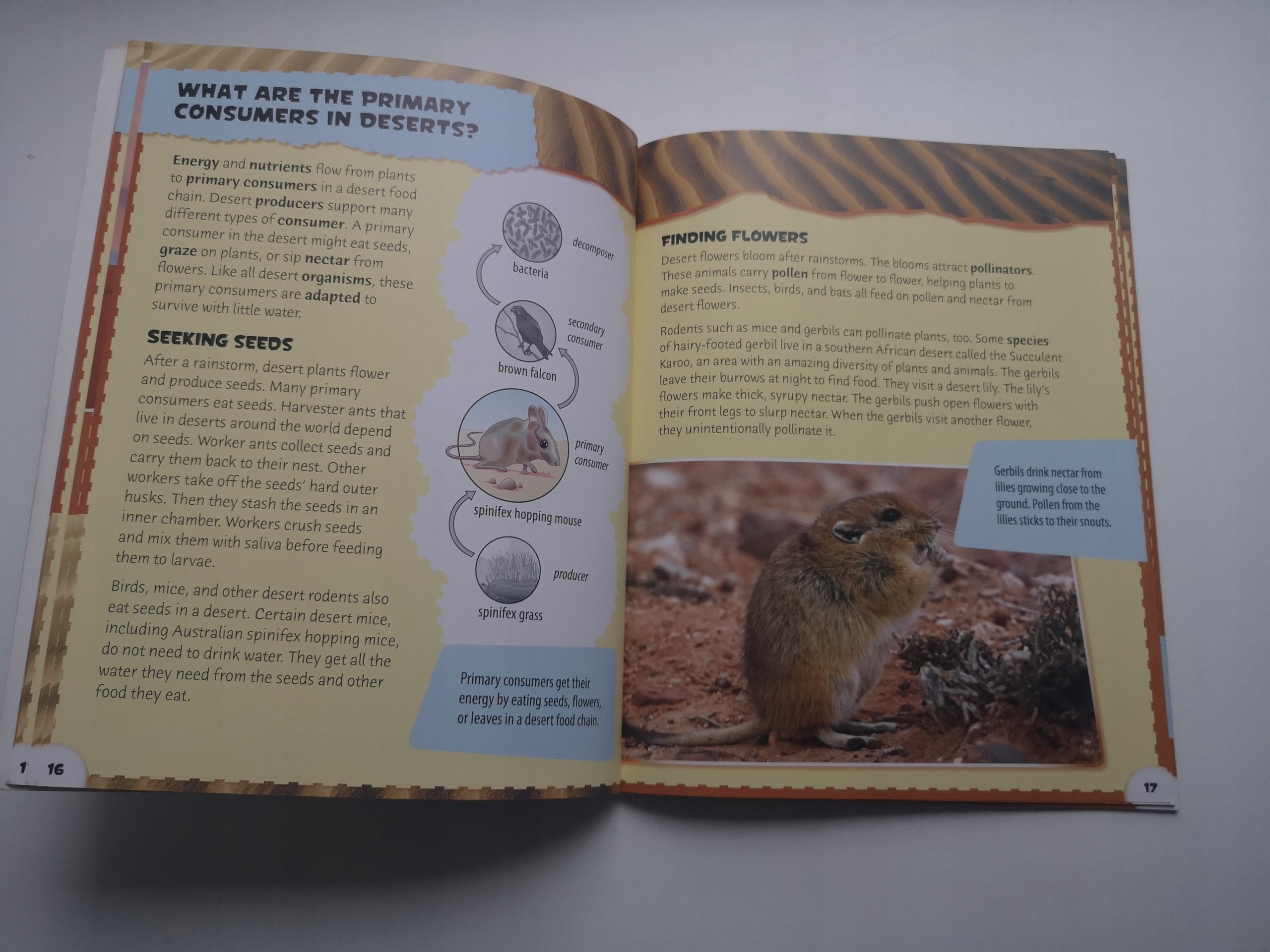 Desert Protecting Food Chains Buffy Silverman Nośnik książka papierowa