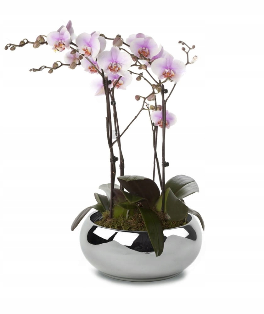 DONICZKA OKRĄGŁA PŁASKA 19 ŚREDNICA X 8 WYS Kod producenta 31.055.19