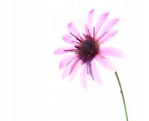 

Fototapeta flizelina na wymiar Anemone nemorosa