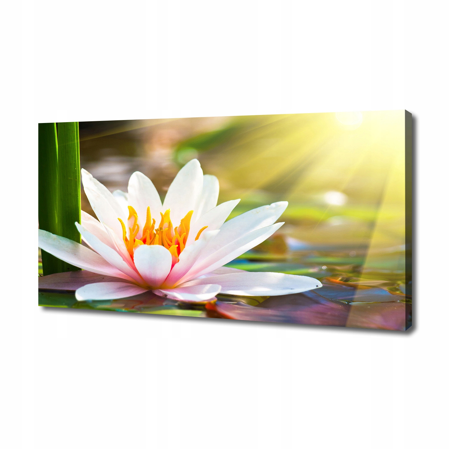 

Foto obraz canvas na ścianę Lilia wodna 140x70 cm