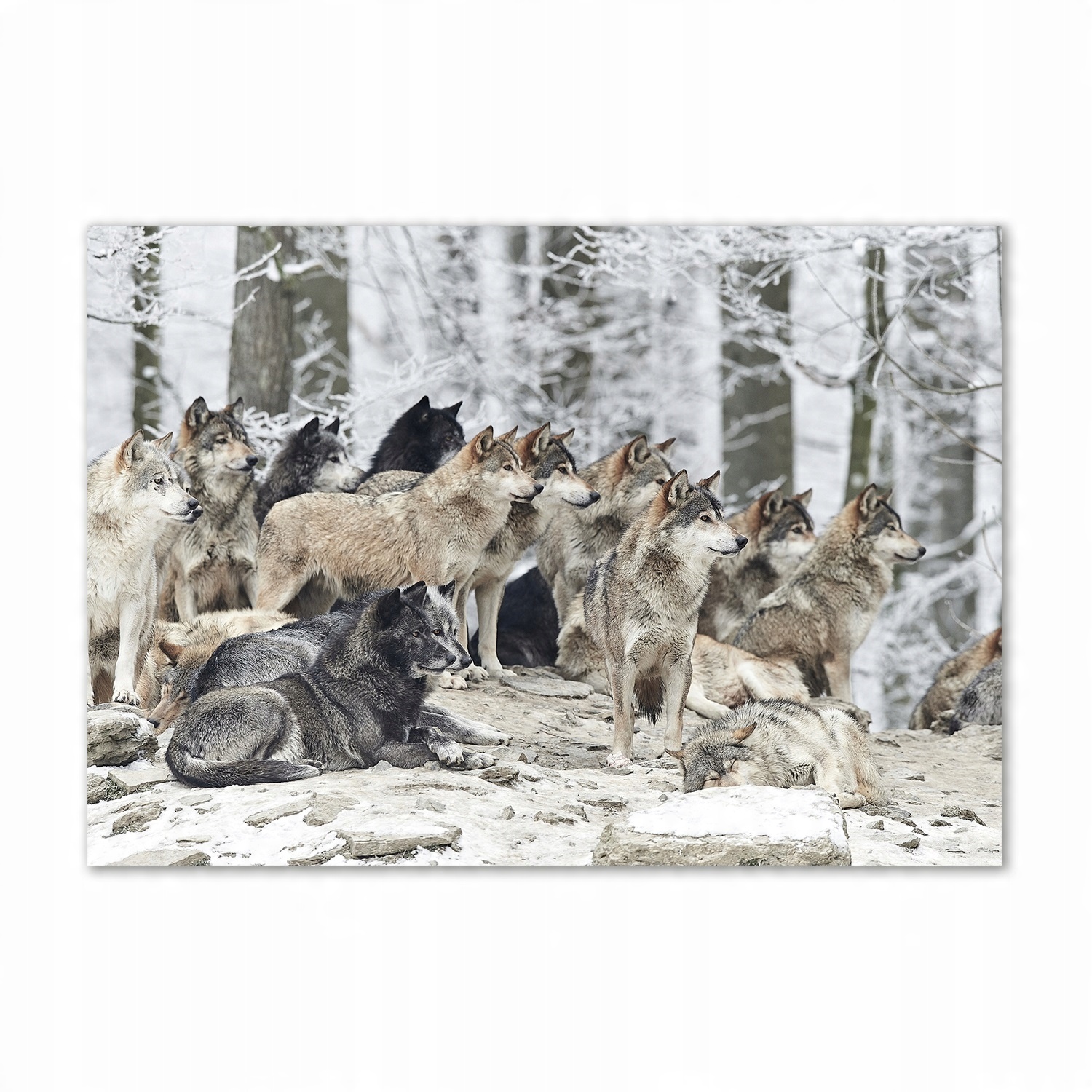 

Foto obraz na ścianę akryl Wilki zimą 100x70 cm